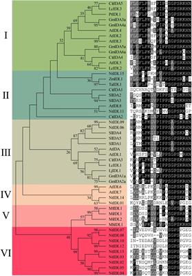 Bioinformatics and Expression Analysis of IDA-Like Genes Reveal Their Potential Functions in Flower Abscission and Stress Response in Tobacco (Nicotiana tabacum L.)